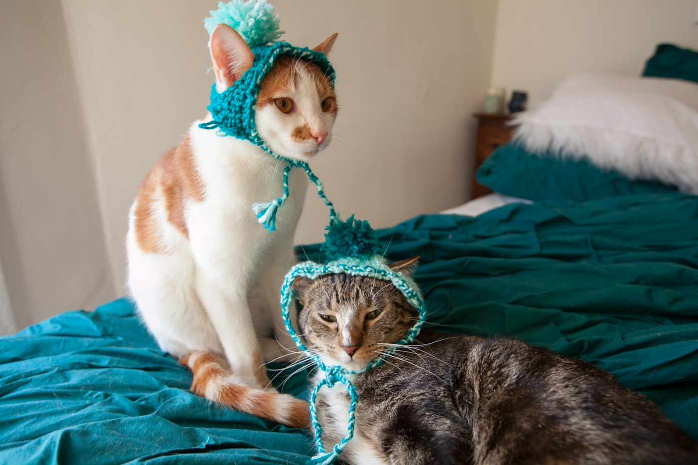 Knitting hats for my cats using the book Cats in Hats: 30 Knit and Crochet Hat Patterns for Your Kitty by Sara Thomas