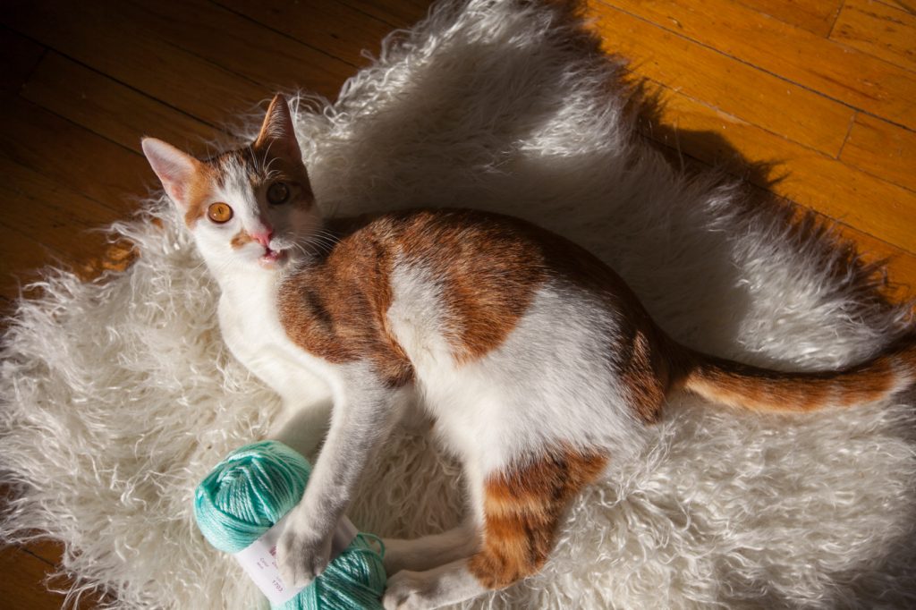 Knitting with cats: Cat playing with yarn.