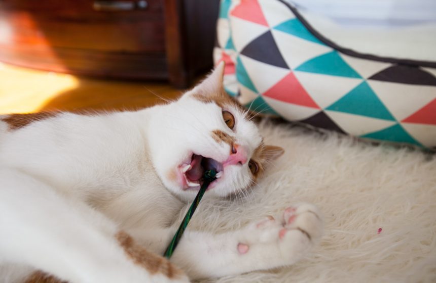 Knitting with cats: Cat eating knitting needle.